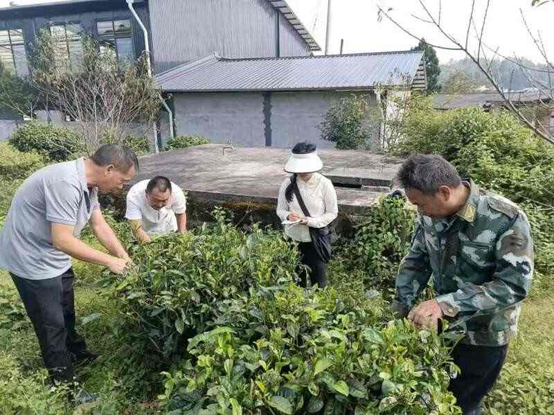 聚力打好“四张牌” 推动茶叶产业提质增效 brand_alt_mark