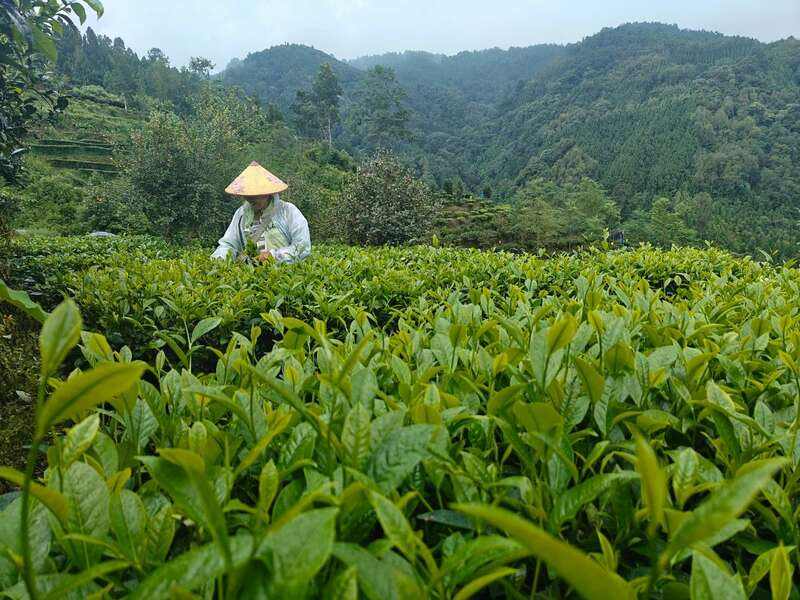 聚力打好“四张牌” 推动茶叶产业提质增效 brand_alt_mark
