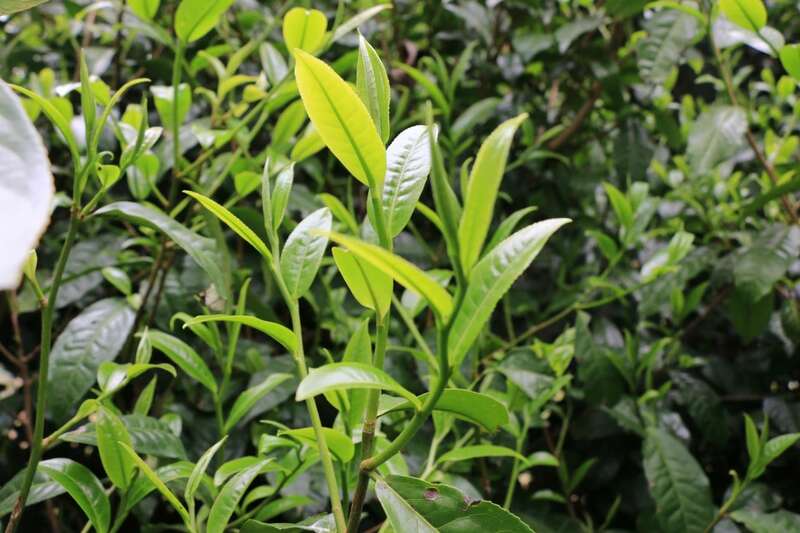 聚力打好“四张牌” 推动茶叶产业提质增效 brand_alt_mark