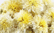 贡菊.png 贡菊.png