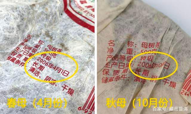 冰岛茶春母与秋母差异对比解析