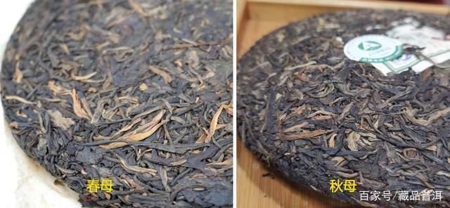 冰岛茶春母与秋母差异对比解析