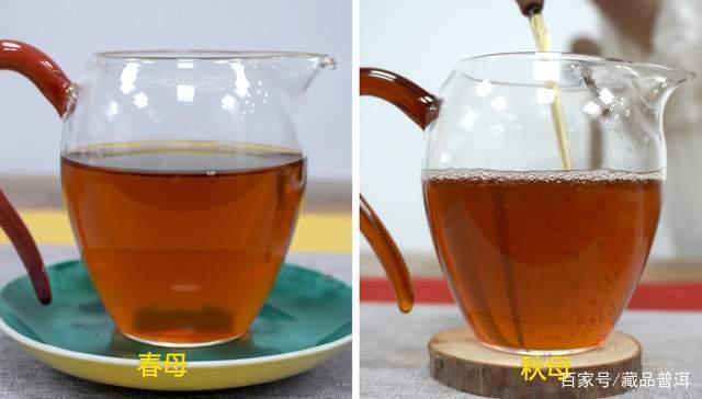 冰岛茶春母与秋母差异对比解析