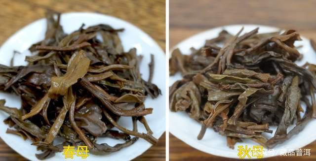 冰岛茶春母与秋母差异对比解析