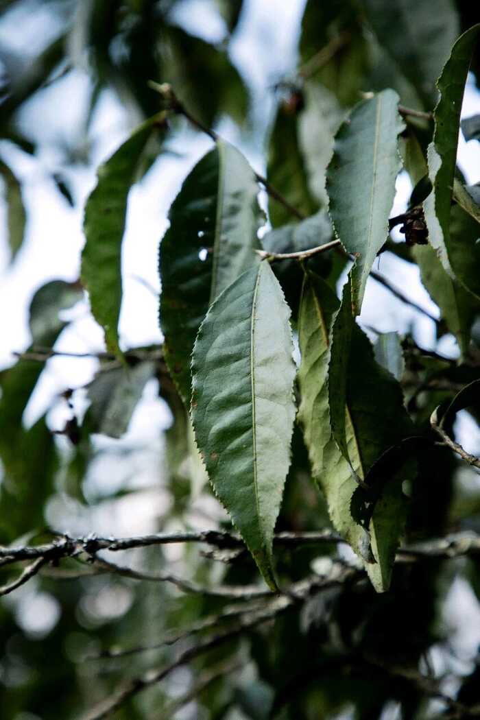 普洱生茶提神效果强,熟茶更安神 普洱熟茶能不能提神?