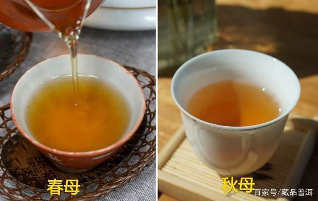 冰岛茶春母与秋母差异对比解析