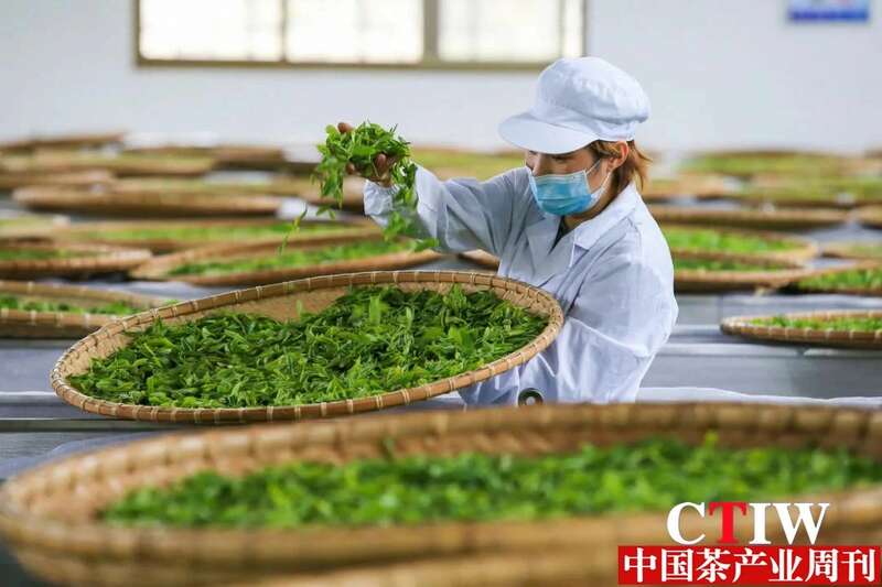 商南县打造生态茶城 推动茶产业高质量发展 brand_alt_mark