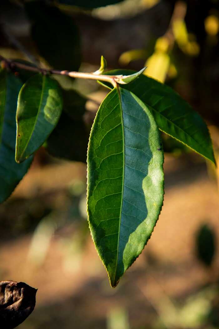 不同茶类中茶多酚的健康影响与作用解析 茶多酚,到底是什么?不同茶类的茶多酚对身体的影响居然差别这么大!
