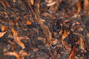 不同茶类中茶多酚的健康影响与作用解析 不同茶类中茶多酚的健康影响与作用解析