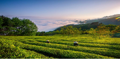 西乡县推动茶产业高质量发展 多元化布局打造五色汉茶新格局 brand_alt_mark