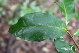 临沧茶区:勐库古树茶与冰岛茶的瑰宝 临沧茶区:勐库古树茶与冰岛茶的瑰宝