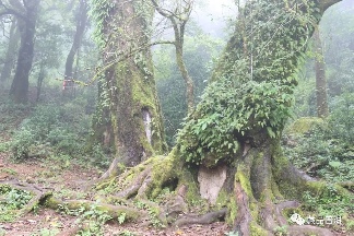 临沧茶区:勐库古树茶与冰岛茶的瑰宝 临沧茶区:勐库古树茶与冰岛茶的瑰宝