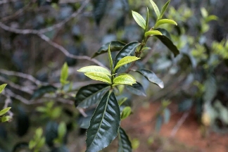 临沧茶区:勐库古树茶与冰岛茶的瑰宝 临沧茶区:勐库古树茶与冰岛茶的瑰宝