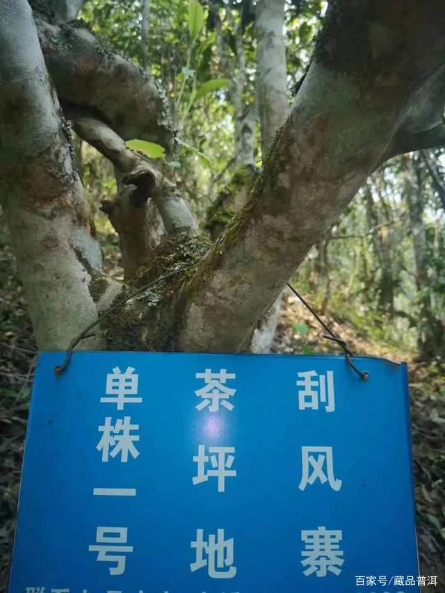 易武茶七村八寨品鉴:麻黑、刮风寨与薄荷塘口感解析 易武茶七村八寨品鉴:麻黑、刮风寨与薄荷塘口感解析