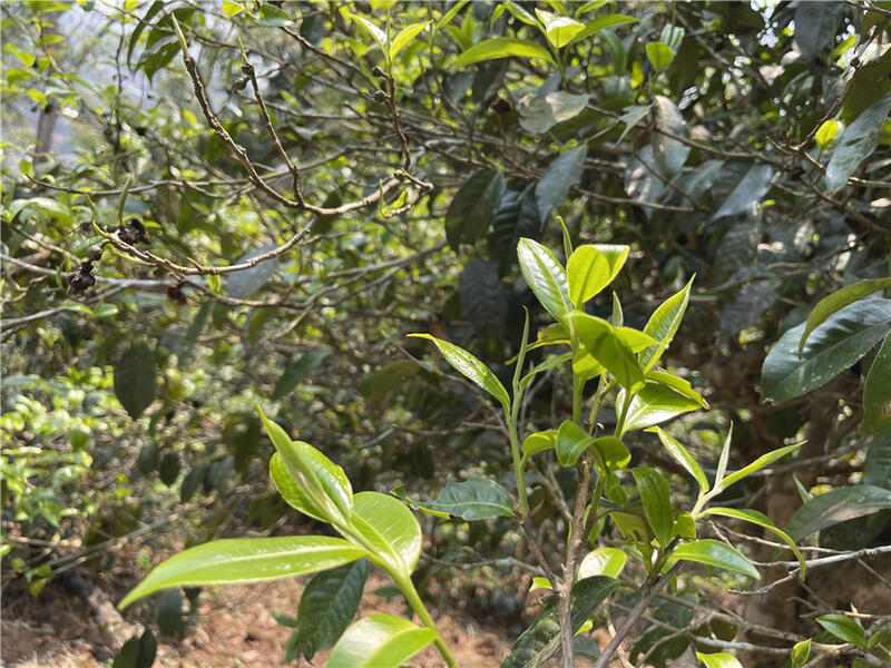 最高每公斤7.6万!2024十大天价普洱茶曝光,老班章居然垫底了! brand_alt_mark