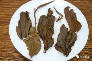 06年勐库母树茶春母,早年冰岛料压制,到底好不好?开汤审评来了 06年勐库母树茶春母,早年冰岛料压制,到底好不好?开汤审评来了