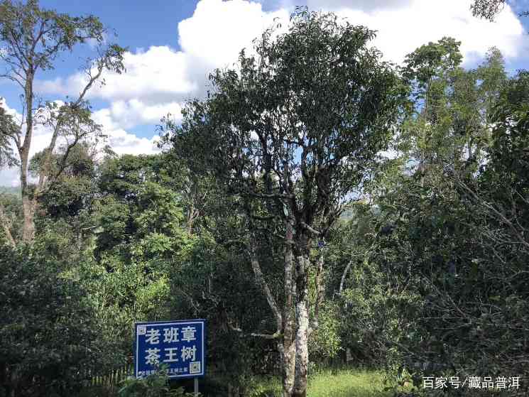 老班章普洱茶造假5大内幕,大多数的人都不知道,早学会早避坑! 老班章普洱茶造假5大内幕,大多数的人都不知道,早学会早避坑!