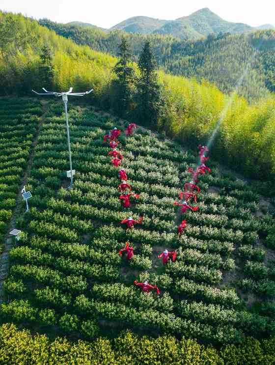 余杭径山茶全产业链入选全省2024年县域10亿元以上“土特产”全产业链名单! brand_alt_mark
