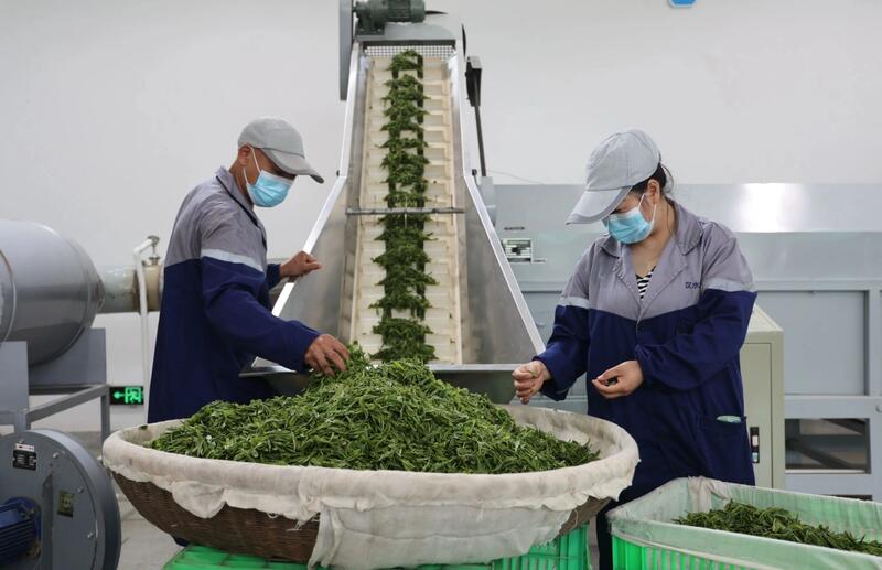 聚焦汉滨“陕茶一号”茶产业高质量发展经验 brand_alt_mark