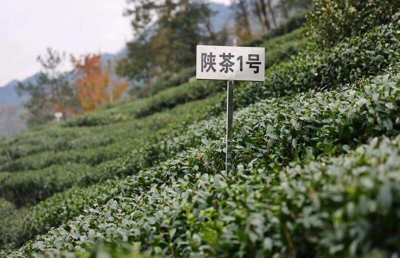 聚焦汉滨“陕茶一号”茶产业高质量发展经验 brand_alt_mark