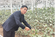小茶苗育出大产业——岚山省级农业高新技术产业开发区茶产业发展小记 brand_alt_mark