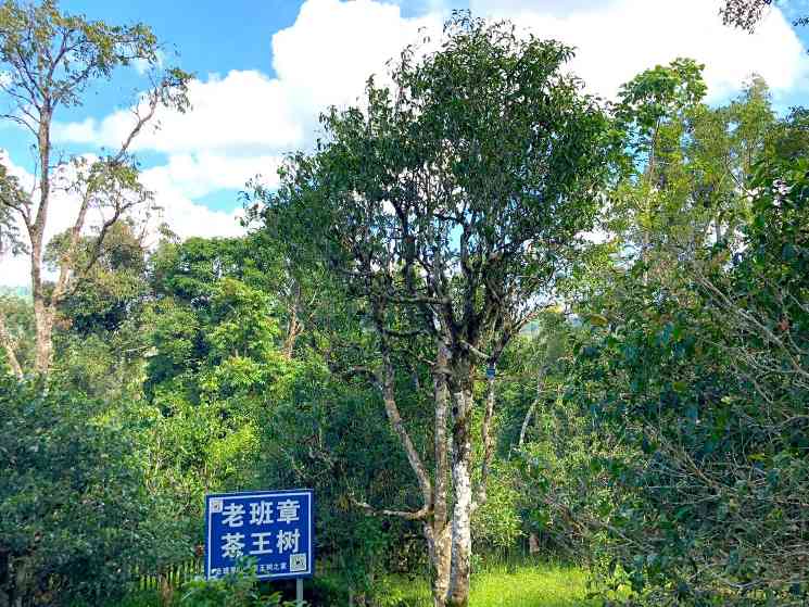 普洱茶收藏四标准，选对茶值得长期保存
