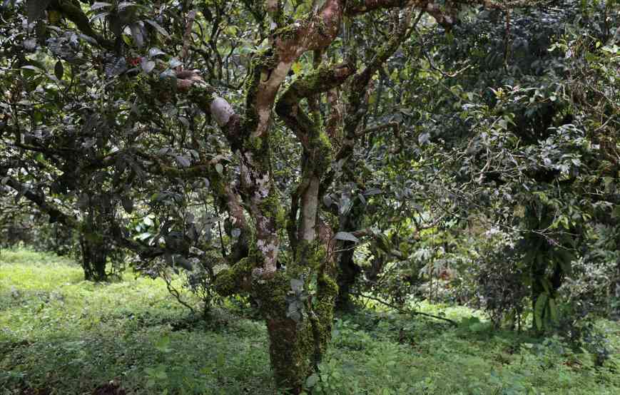 普洱茶收藏四标准，选对茶值得长期保存