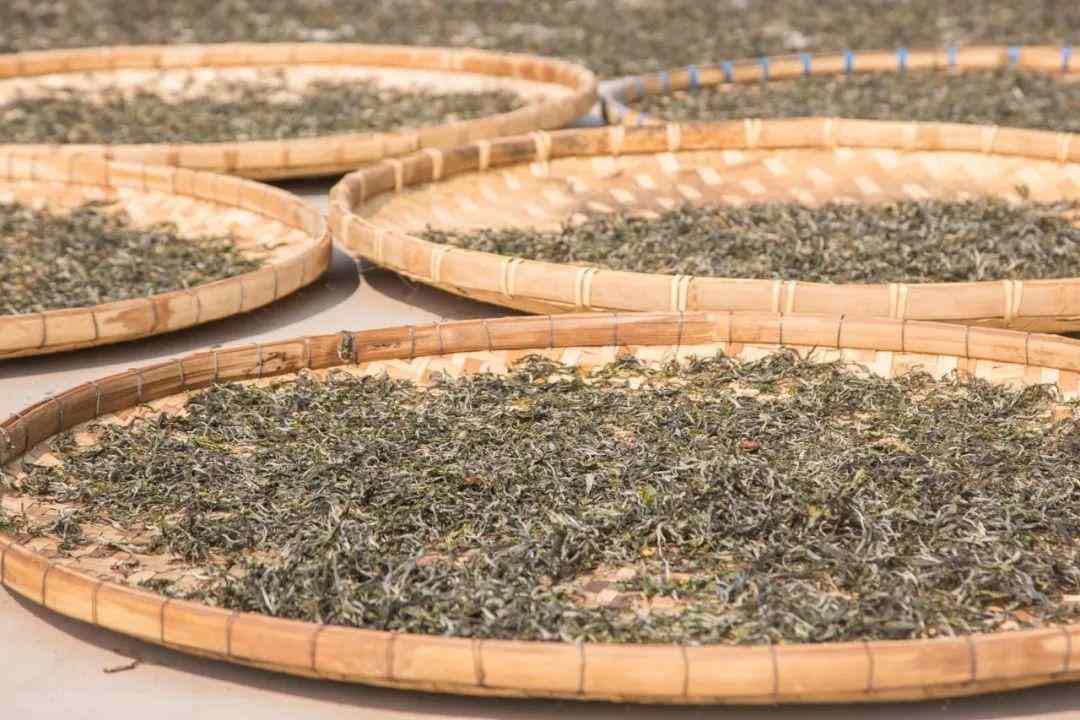 普洱茶收藏四标准，选对茶值得长期保存