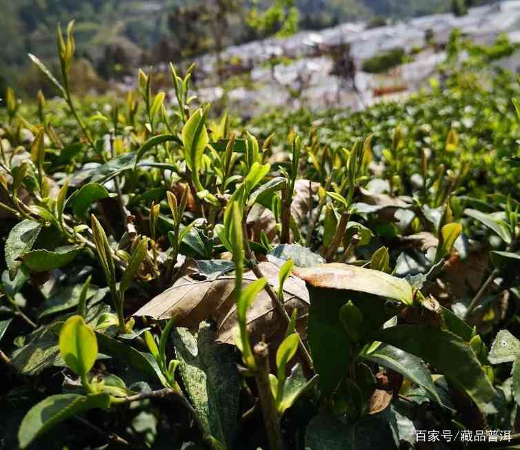 喝茶的最高段位应该喝什么茶？红茶、铁观音、普洱茶！你最爱哪款