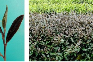 彩色茶树及其主要品种介绍 彩色茶树及其主要品种介绍