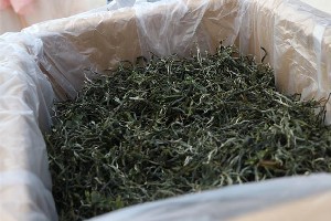 晒青是普洱茶“越陈越香”的关键基础工艺 晒青是普洱茶“越陈越香”的关键基础工艺