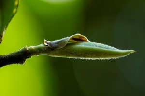 茶叶上的小绒毛,大有来头! 茶叶上的小绒毛,大有来头!