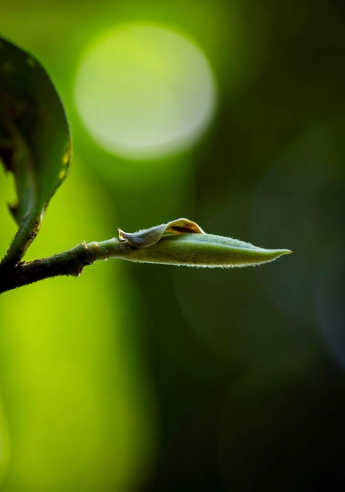 茶叶上的小绒毛,大有来头! 茶叶上的小绒毛,大有来头!
