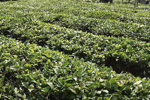 《中国茶叶》2025(8):综述茶园生产机械化、茶业数字化技 《中国茶叶》2025(8):综述茶园生产机械化、茶业数字化技