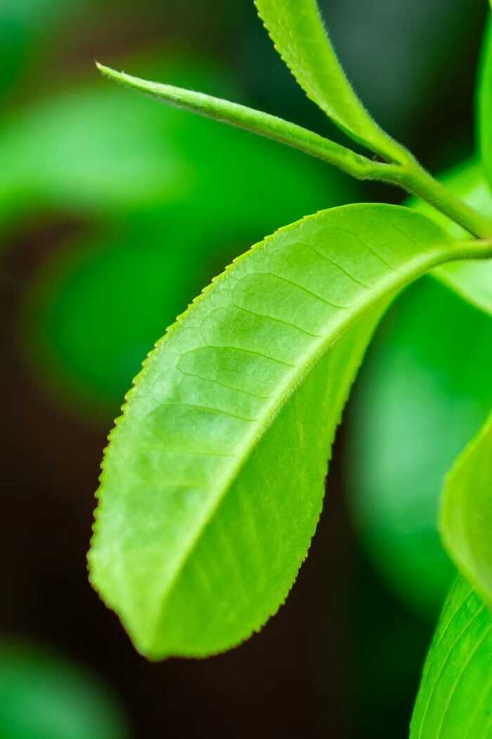 茶叶上的小绒毛,大有来头! 茶叶上的小绒毛,大有来头!