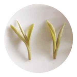 茅山青峰的叶底.jpg 茅山青峰的叶底.jpg