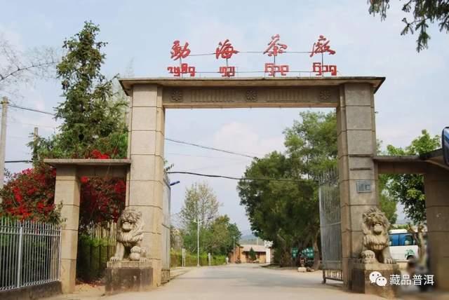 勐海茶厂定制茶三大经典系列解析：绿大树、大白菜与金银大益