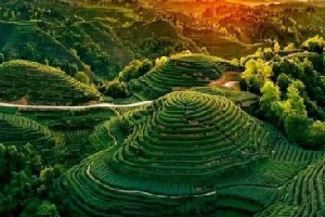 蒙顶山明前茶为何不碰晨露?老茶匠揭秘制茶智慧 蒙顶山明前茶为何不碰晨露?老茶匠揭秘制茶智慧