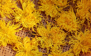 金丝皇菊.png 金丝皇菊.png