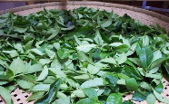 闽南水仙茶.png 闽南水仙茶.png