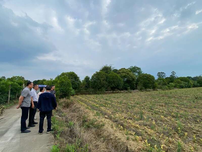 国家茶叶产业技术体系岗位专家一行莅临邛崃调研 国家茶叶产业技术体系岗位专家一行莅临邛崃调研