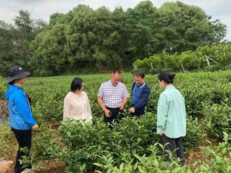 国家茶叶产业技术体系岗位专家一行莅临邛崃调研 国家茶叶产业技术体系岗位专家一行莅临邛崃调研