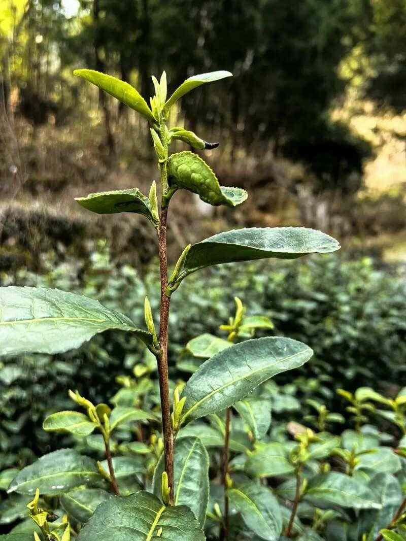 大佛龙井春茶规模开采,预计在3月10日左右 大佛龙井春茶规模开采,预计在3月10日左右