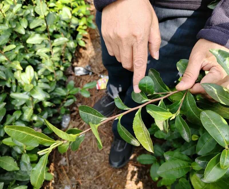 大佛龙井春茶规模开采,预计在3月10日左右 大佛龙井春茶规模开采,预计在3月10日左右