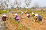 南京溧水晶桥镇:5000亩茶园管护忙 只待春茶溢新香 南京溧水晶桥镇:5000亩茶园管护忙 只待春茶溢新香