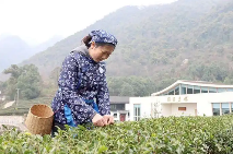 四川绵竹:人勤不负春光好 春茶采摘正当时 四川绵竹:人勤不负春光好 春茶采摘正当时