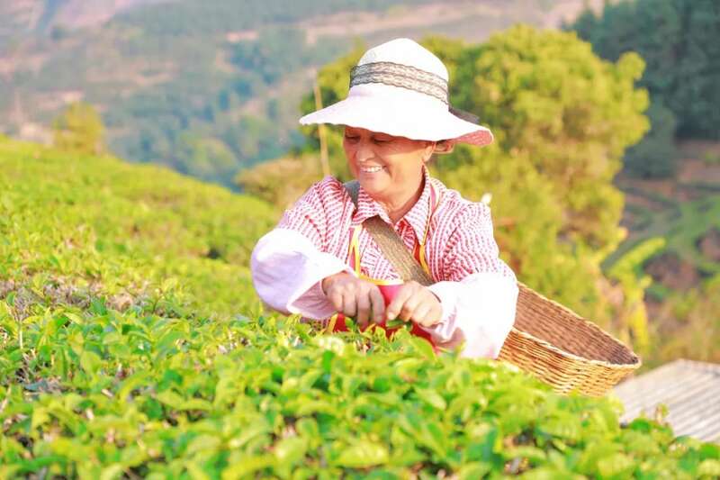 人勤春早 茶香四溢 江城县首批春茶抢“鲜”开采 人勤春早 茶香四溢 江城县首批春茶抢“鲜”开采
