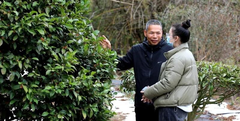 “小茶叶”书写乡村振兴“大文章”!通衢镇华新村野茶飘香 “小茶叶”书写乡村振兴“大文章”!通衢镇华新村野茶飘香
