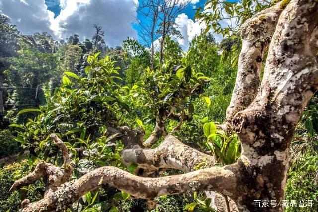 普洱茶：长在云南，喝在香港，炒在台湾，命途坎坷的东方树叶！