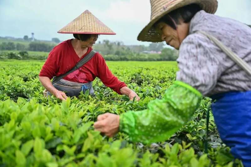 春茶生产关键期,掌握这些提质增产小妙招 春茶生产关键期,掌握这些提质增产小妙招